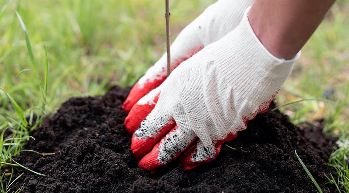 De beste planttijd voor bomen en struiken
