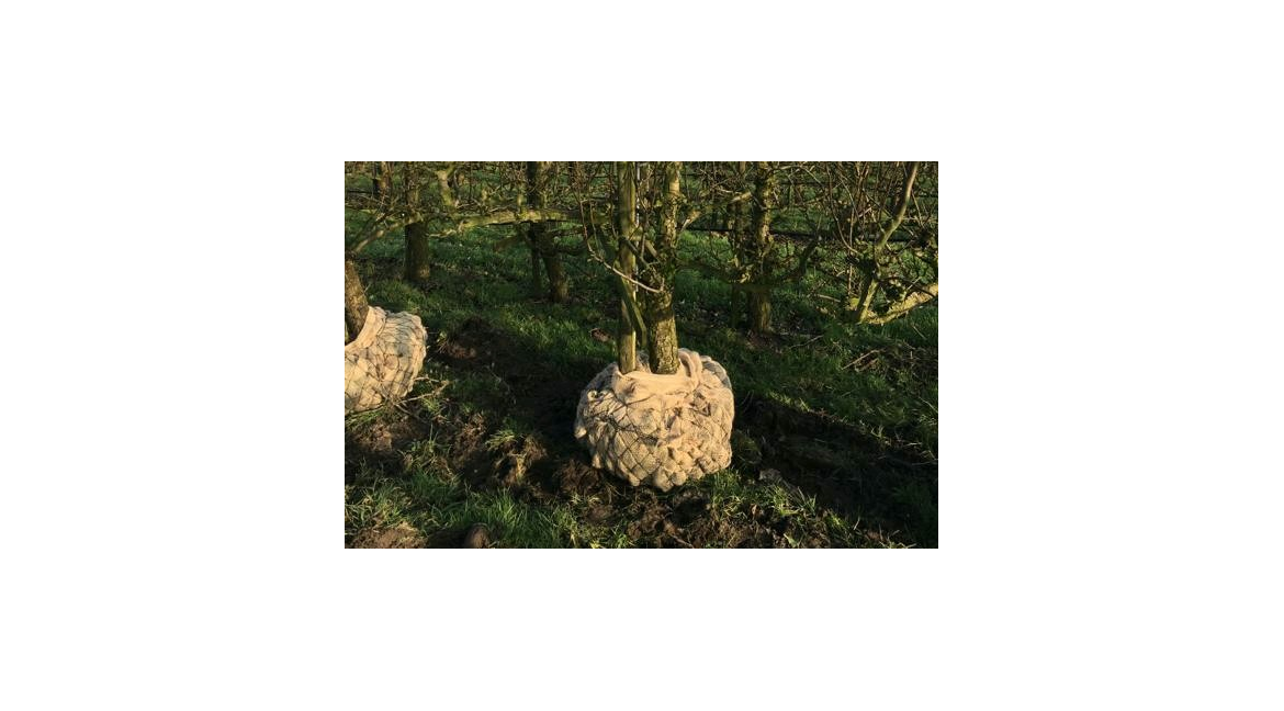 Bomen met blote wortel, kluit of pot?