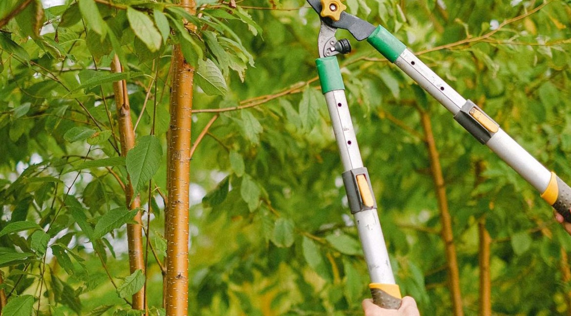 Bomen snoeien | Lei- en dakbomen snoeien