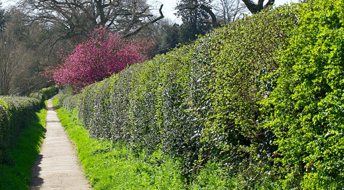 Ook haagplanten koop je online