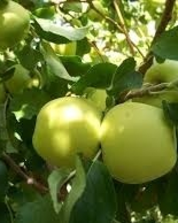 Appelboom Golden Delicious