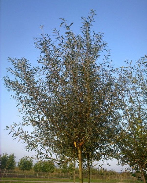 Knotwilg