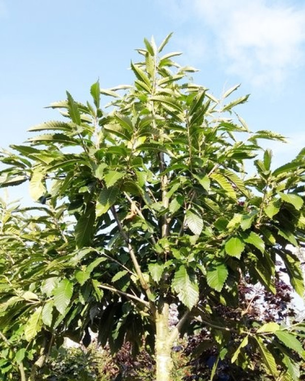 Tamme kastanje (Castanea Sativa)