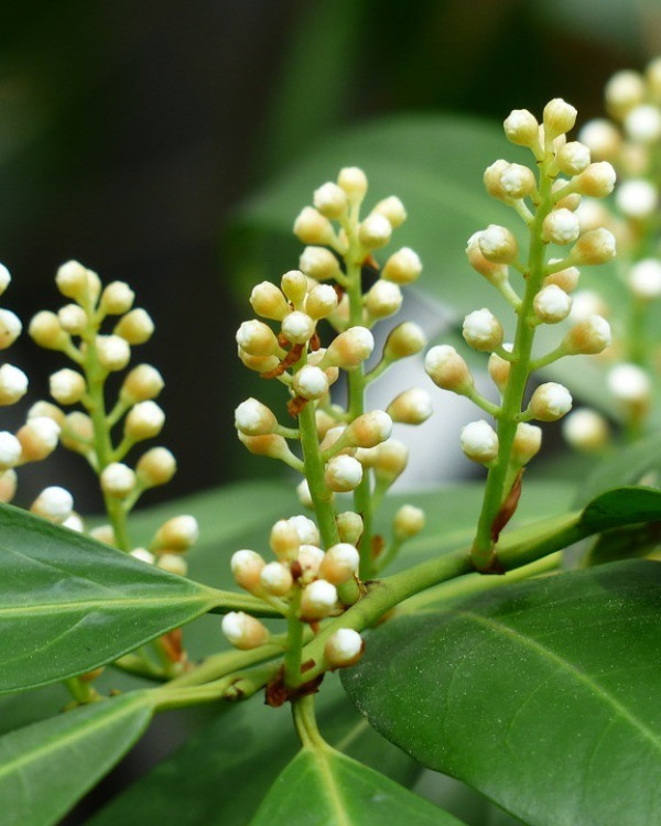 Leilaurier Novita (Prunus laurocerasus Novita)