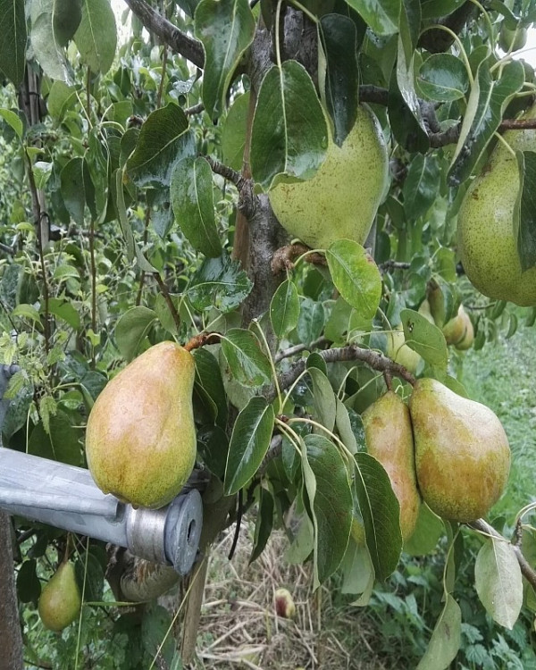 Leipeer Doyenne du Comice