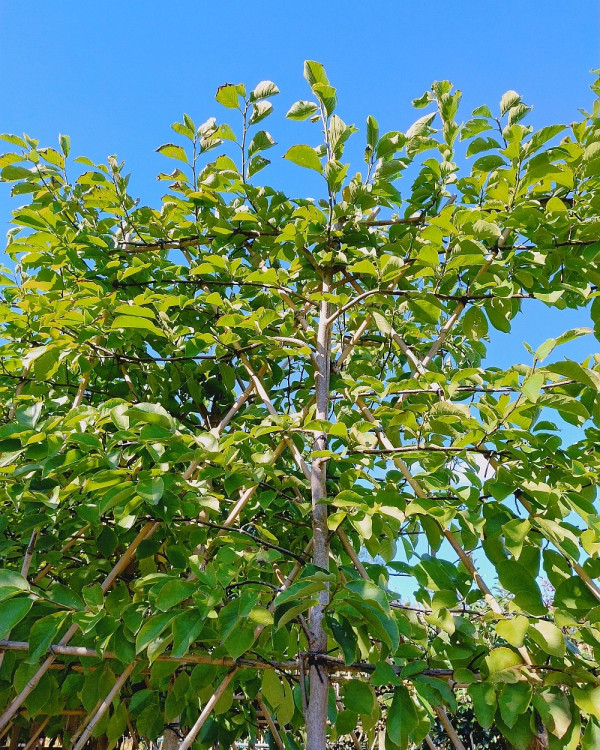 Lei Magnolia (Magnolia Kobus)