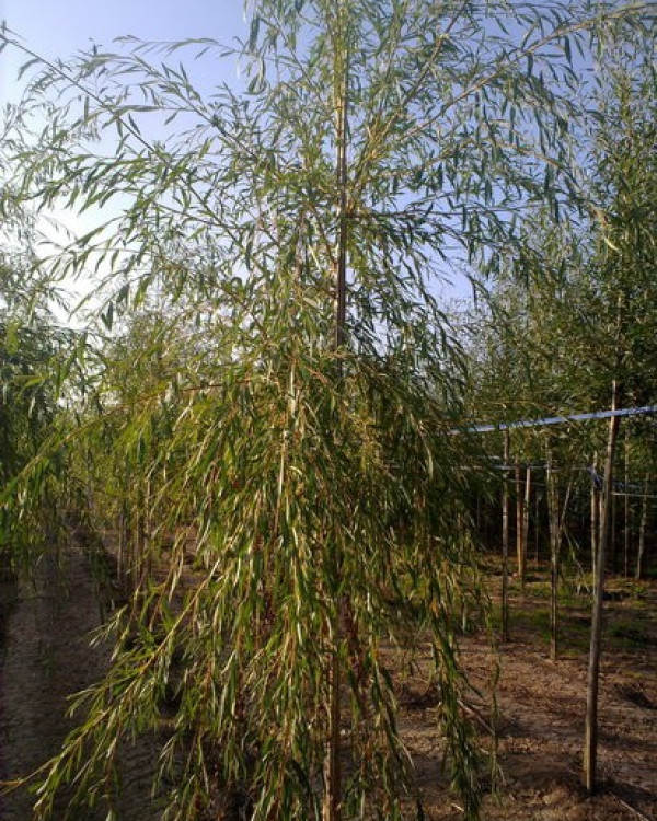 Treurwilg