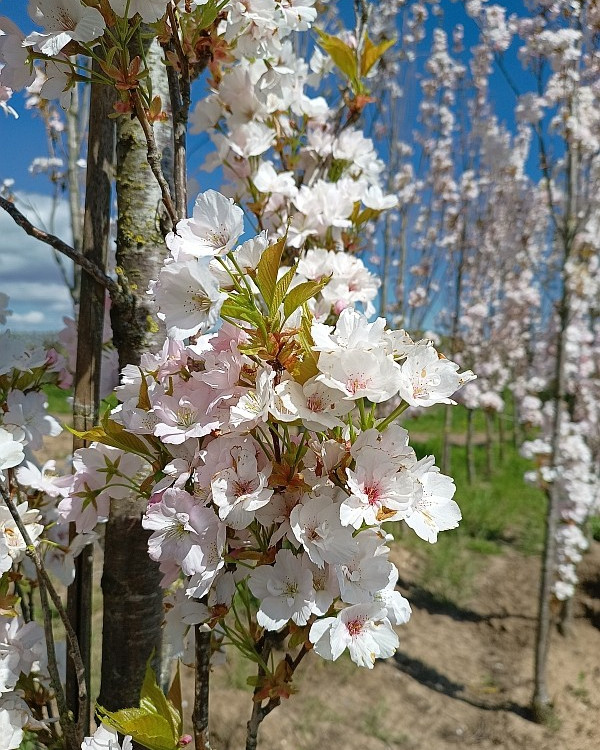 Zuilprunus