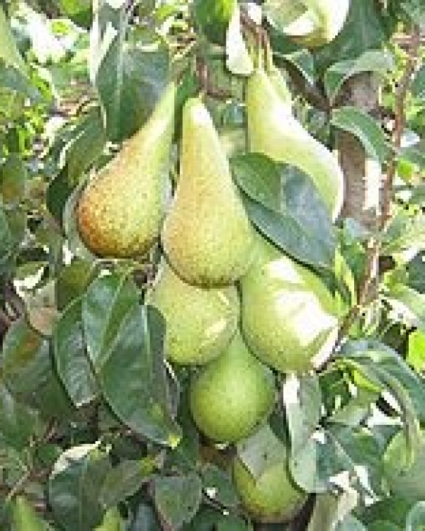 Perenboom Conference