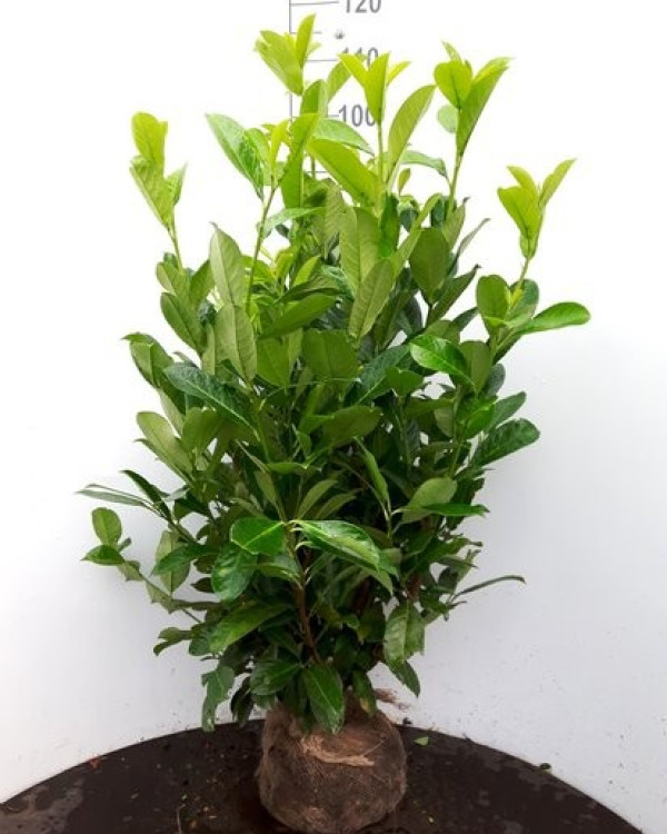 Laurier Rotundifolia