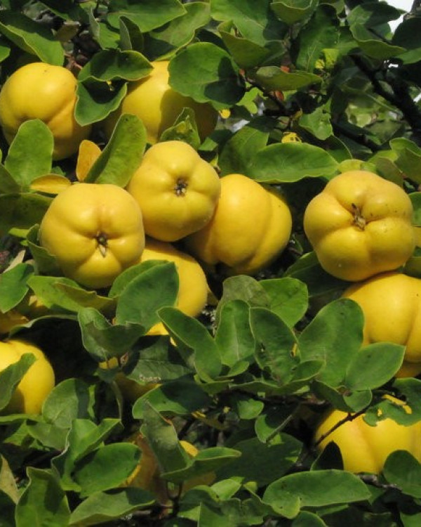 Kweepeer (Cydonia Oblonga)