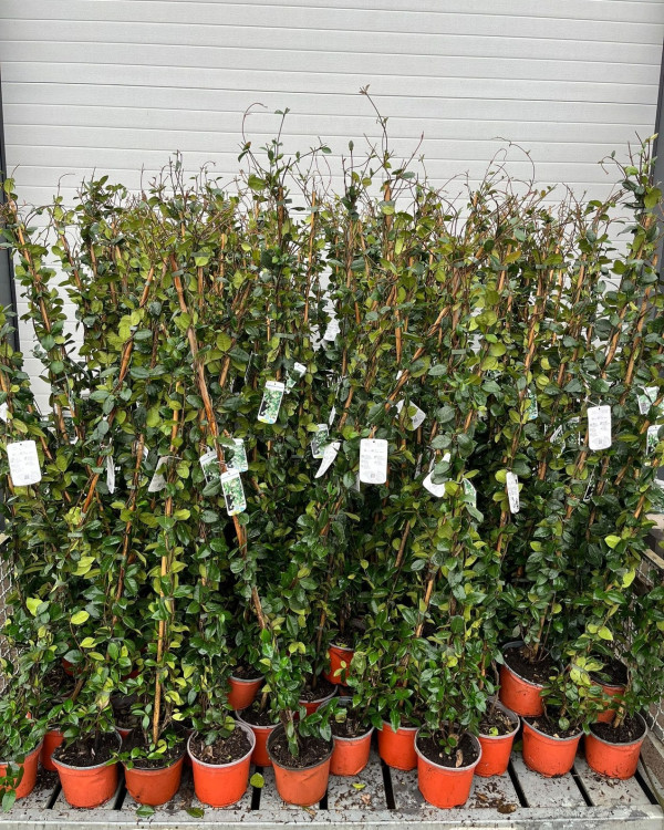 Toscaanse Jasmijn (Trachelospermum jasminoides)