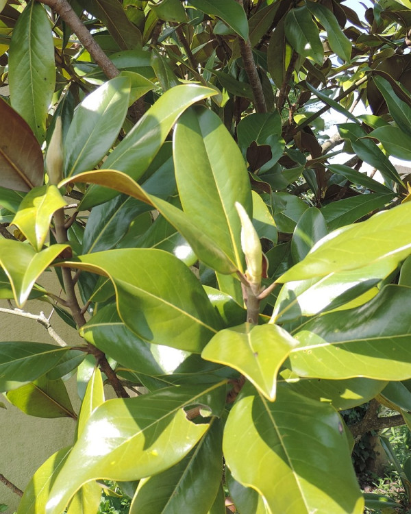 Magnolia Grandiflora (Valste Tulpenboom)