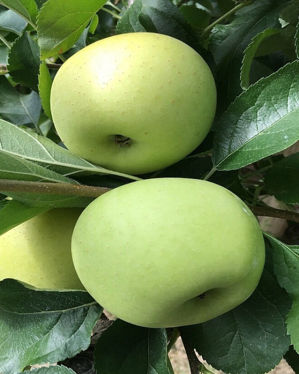 Leiappel Golden Delicious