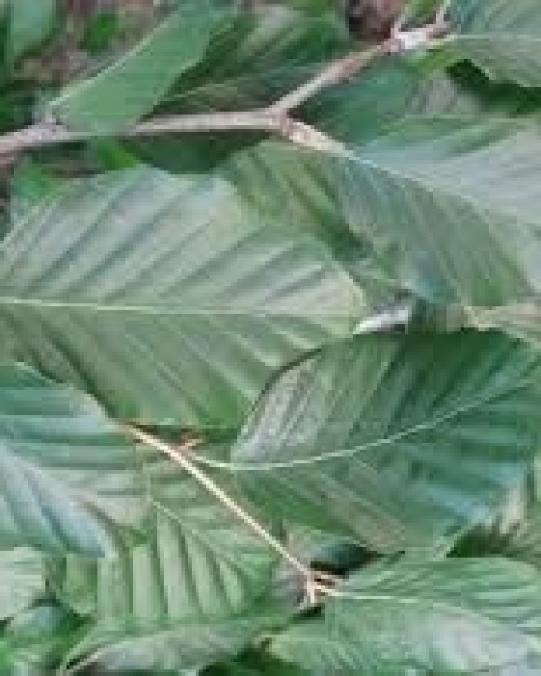 Groene Treurbeuk