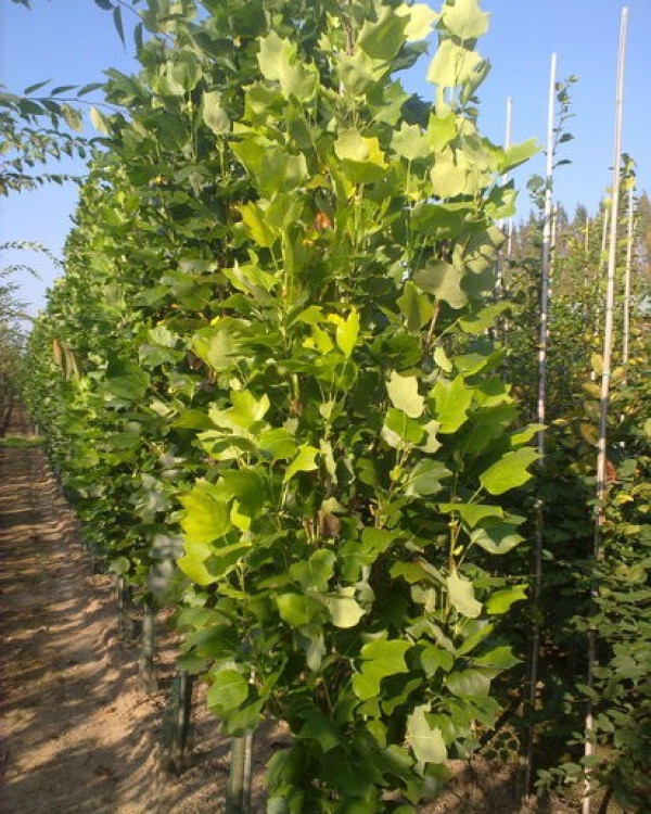 Tulpenboom