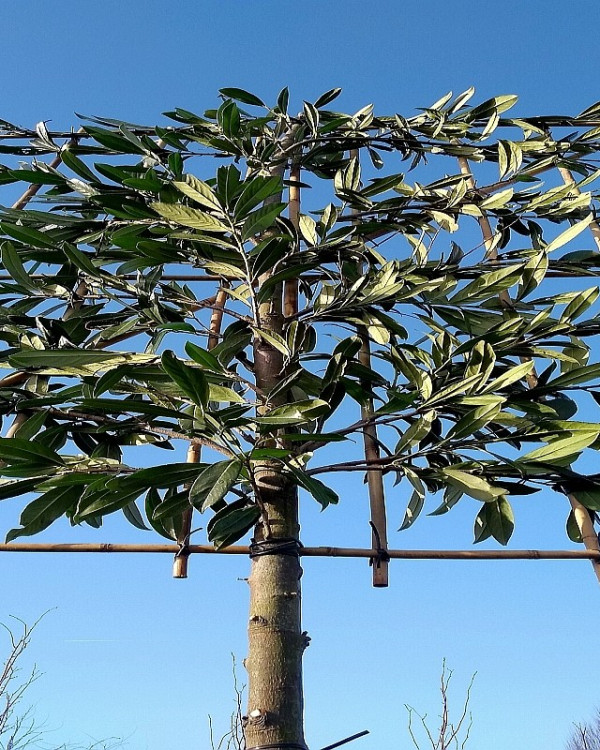 Leibomen