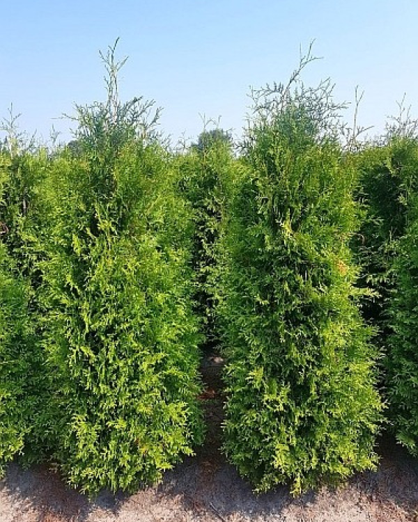 Thuja Brabant