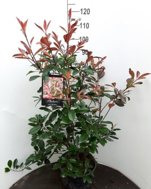 Photinia Red Robin struik