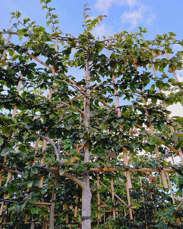 Parrotia Persica leiboom