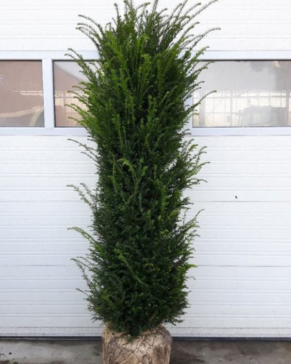 Taxus
