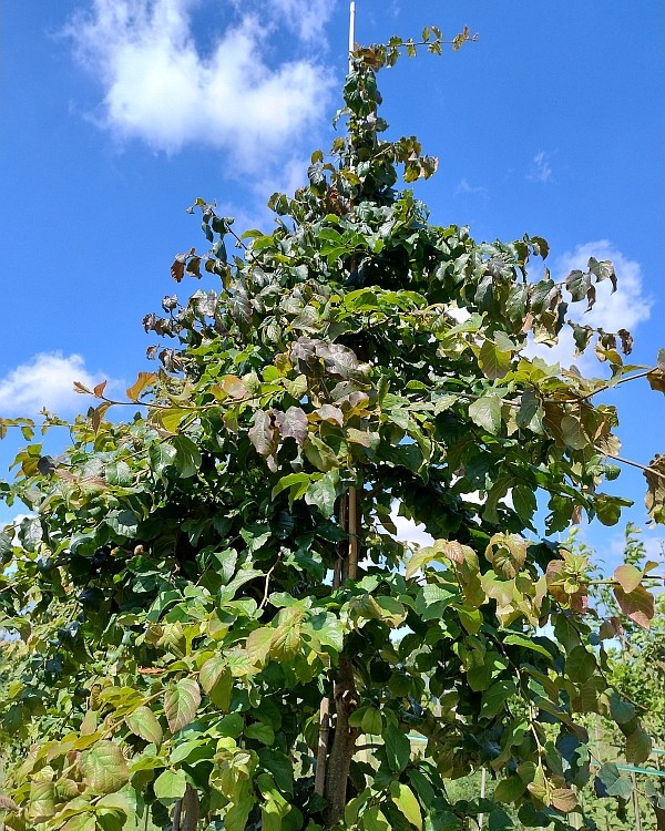 Perzisch Ijzerhout (Parrotia Persica)