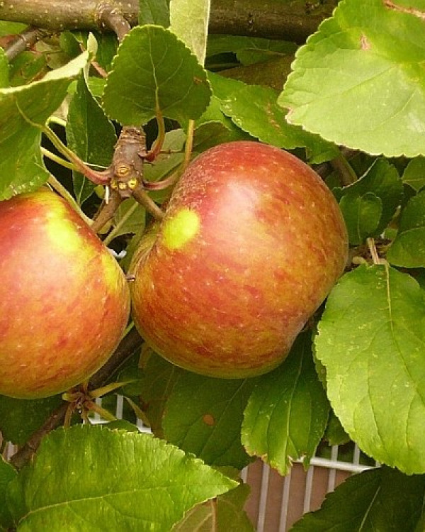 Appelbomen