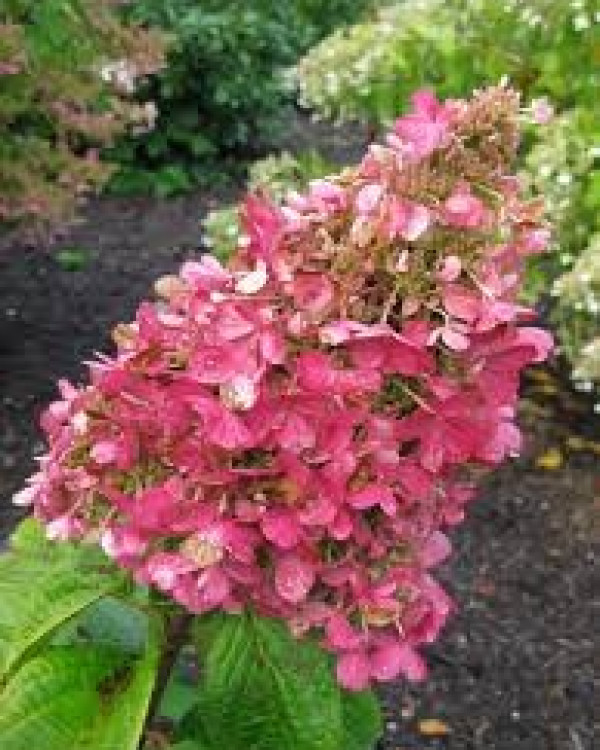 Pluimhortensia Pinky Winky