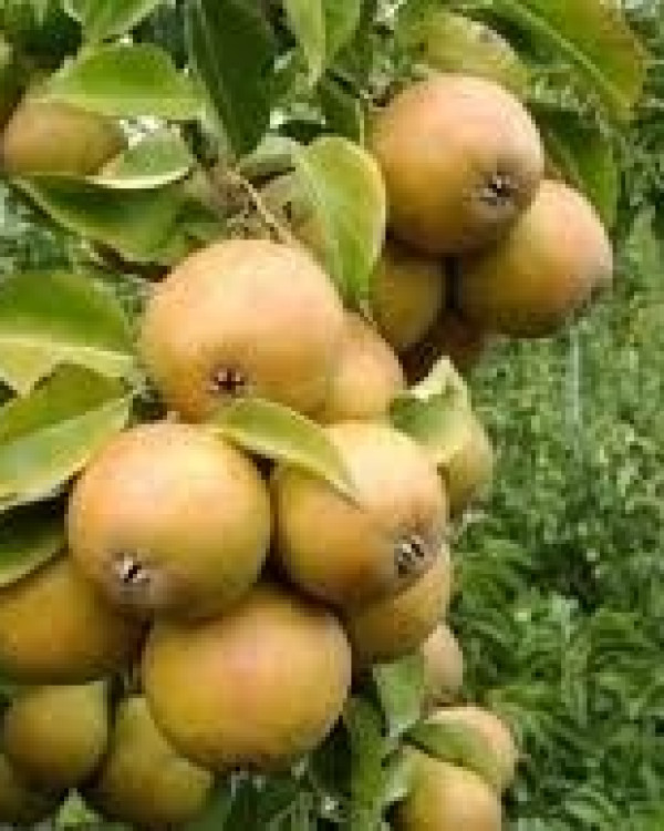 Perenboom Gieser Wildeman