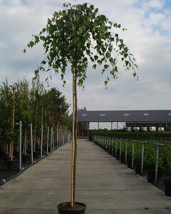 Prieelberk (Betula Pendula Youngii)