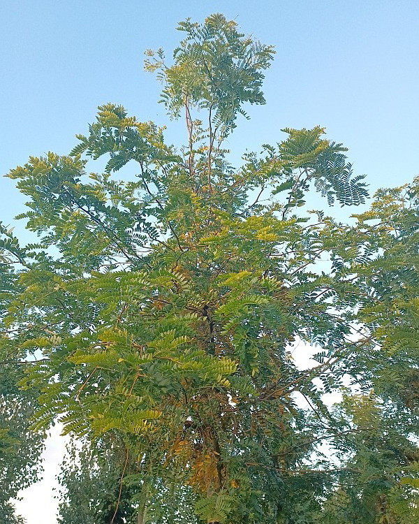 Groene Gleditsia