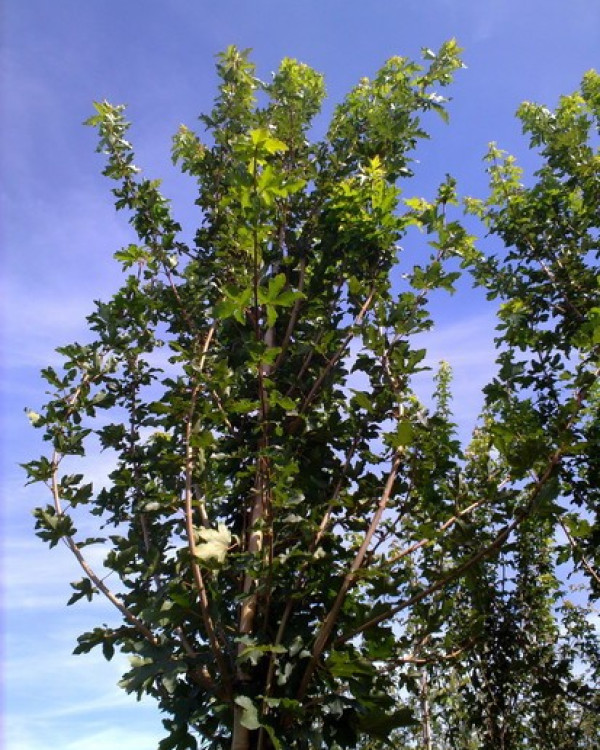 Spaanse Aak (Acer campestre)