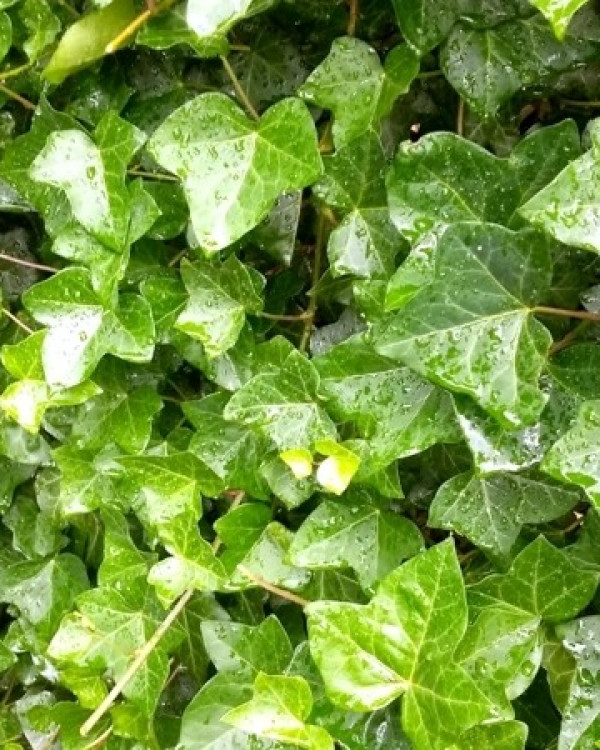 Hedera Hebernica