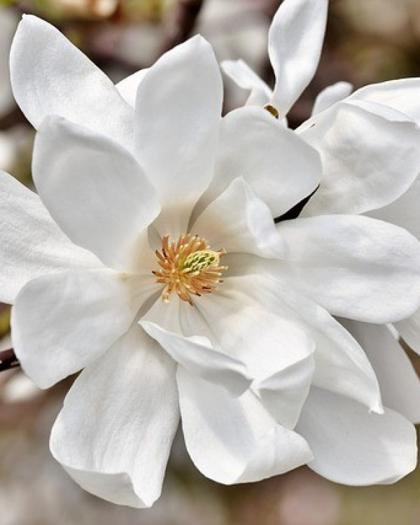 Beverboom (Magnolia Kobus)