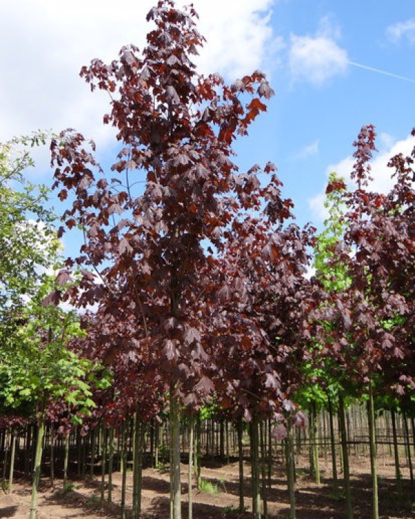 Rode Esdoorn (Acer plat. Royal Red)