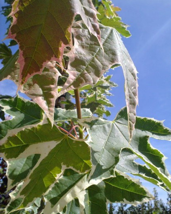 Noorse Esdoorn