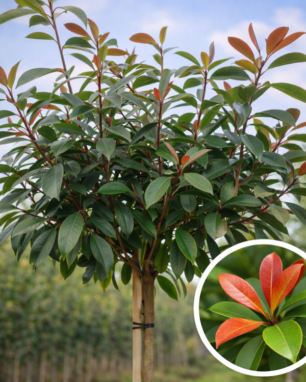 Bolphotinia