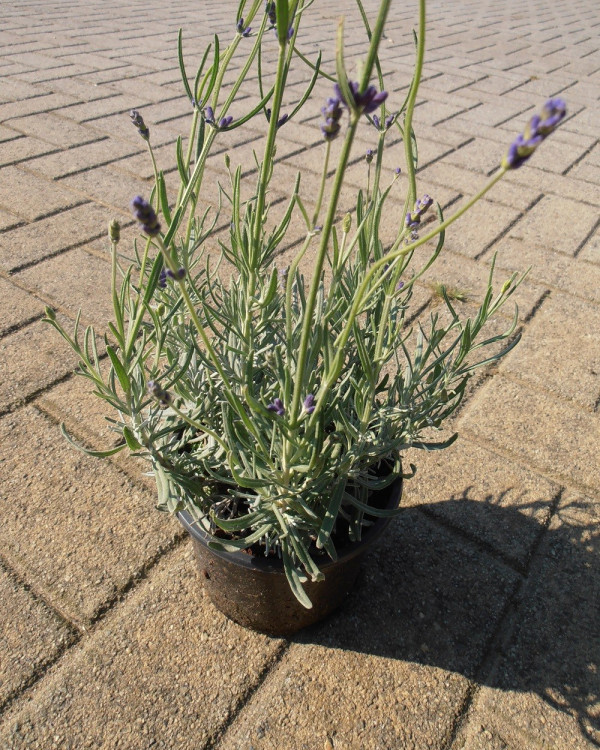 Lavendel Hidcote