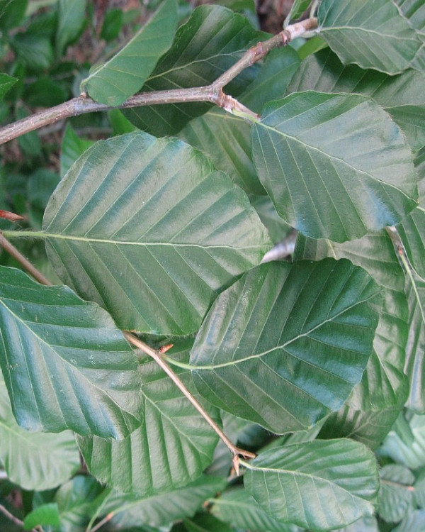Groene Leibeuk