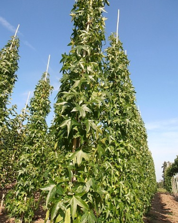 Zuilbomen