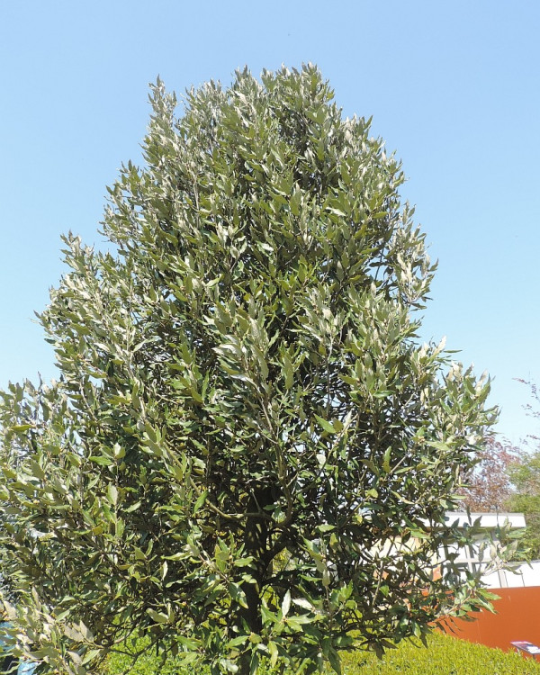 Steeneik (Quercus Ilex)