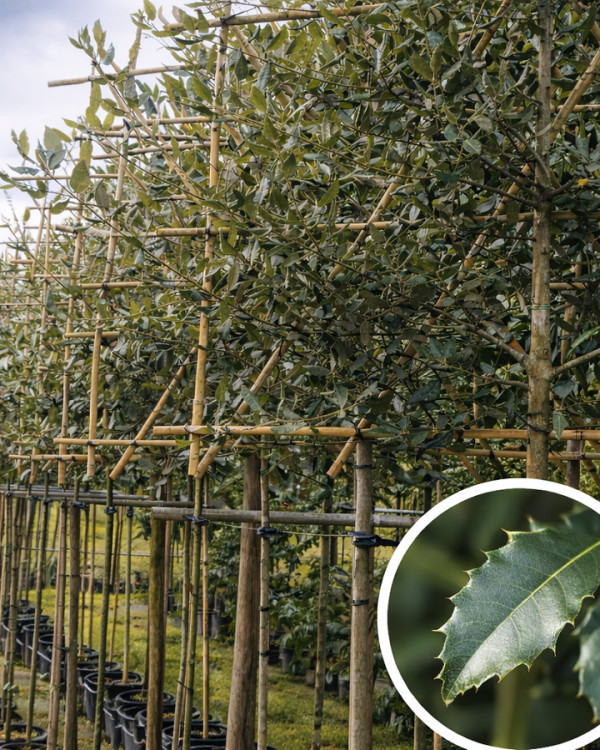 Leisteeneik (Quercus Ilex)