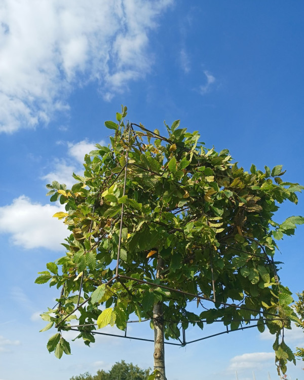Carpinus Blokvorm