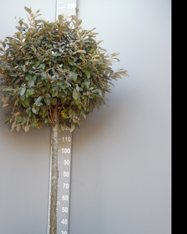 Olijfwilg bolboom