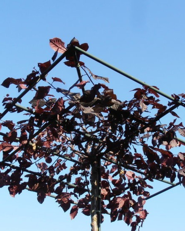 Dakprunus