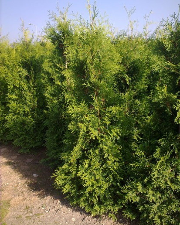 Thuja Gelderland