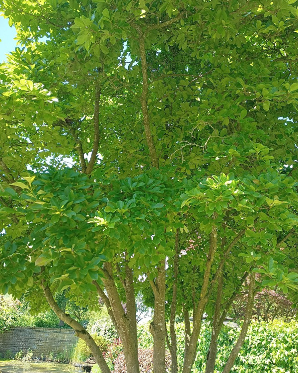Meerstammige bomen