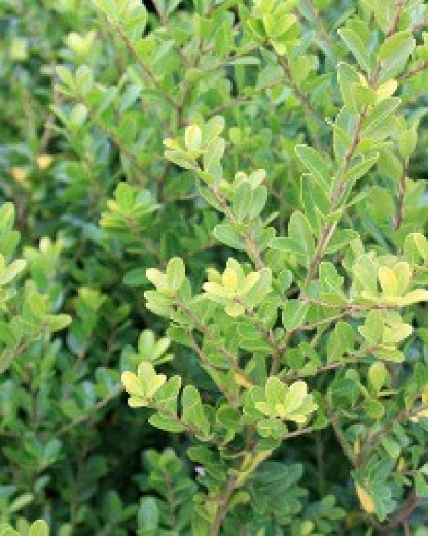 Ilex crenata Green Hedge