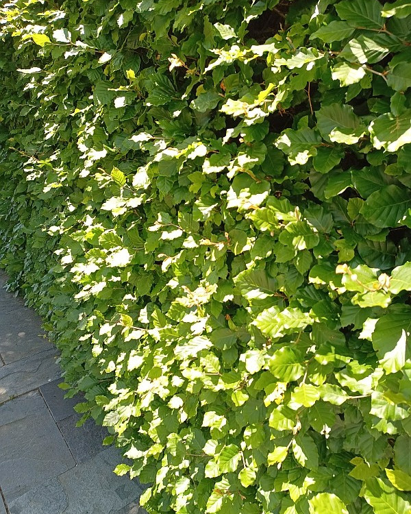 Groene beukenhaag