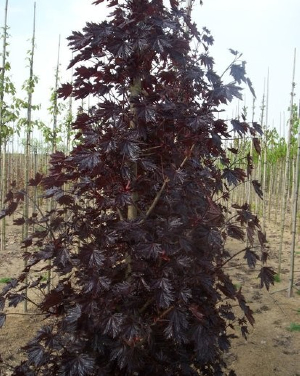 Acer platanoides Crimson Sentry
